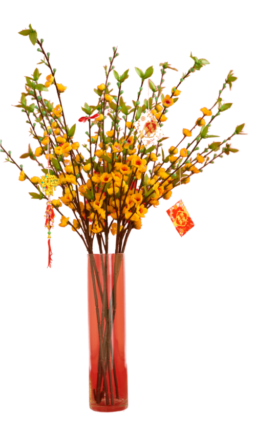 Hoa mai, hoa, tết, apricot blossoms, flowers, Tet