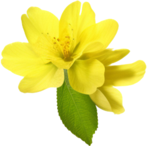 Hoa mai, hoa, nhánh hoa, cành hoa, ngày tết, mùa xuân, màu vàng, may flower, flower, branch, twig, tet, spring, yellow