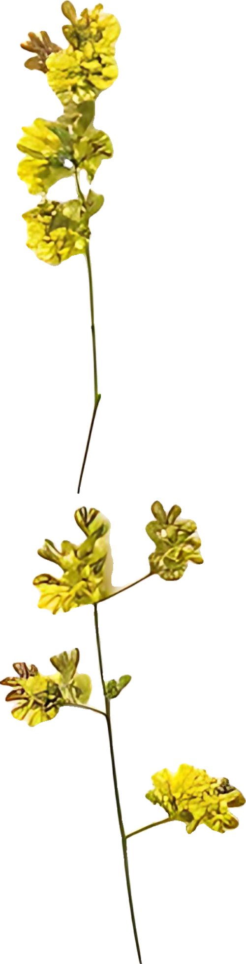 Hoa mai, hoa, nhánh hoa, cành hoa, ngày tết, mùa xuân, màu trắng, apricot blossom, flower, branch, twig, tet, spring, white 8