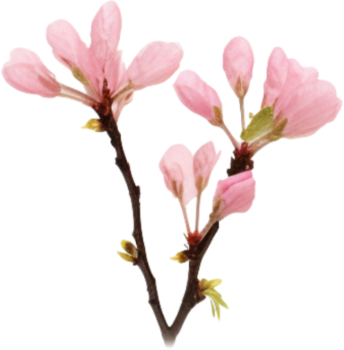 Hoa đào, hoa, nhánh hoa, cành hoa, ngày tết, mùa xuân, màu hồng, peach blossom, flower, branch, twig, tet, spring, pink 4