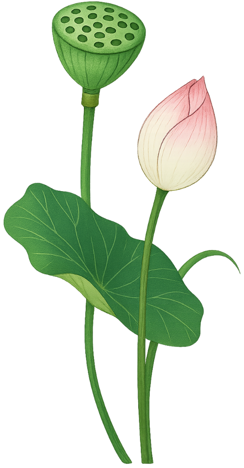 Họa tiết, hoa sen, hoa văn, vẽ nét, cách điệu, pattern, lotus, ornament, line drawing, stylized