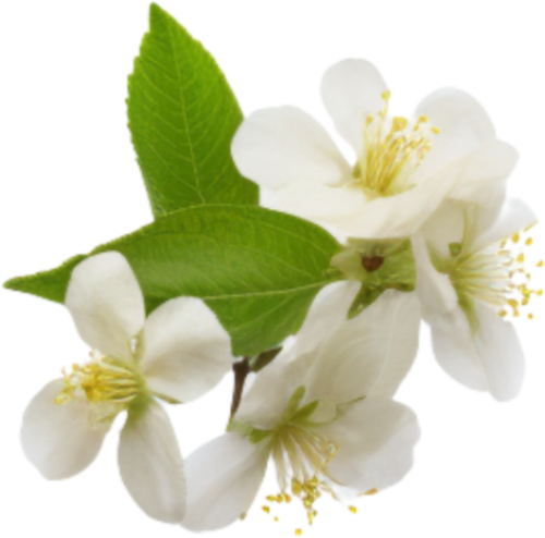 Hoa mai, hoa, nhánh hoa, cành hoa, ngày tết, mùa xuân, màu trắng, apricot blossom, flower, branch, twig, tet, spring, white