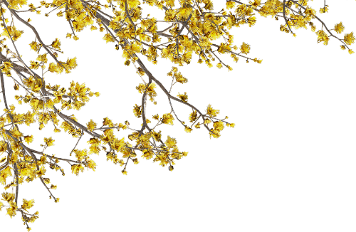 Hoa mai, hoa, nhánh hoa, cành hoa, ngày tết, mùa xuân, màu vàng, may flower, flower, branch, twig, tet, spring, yellow