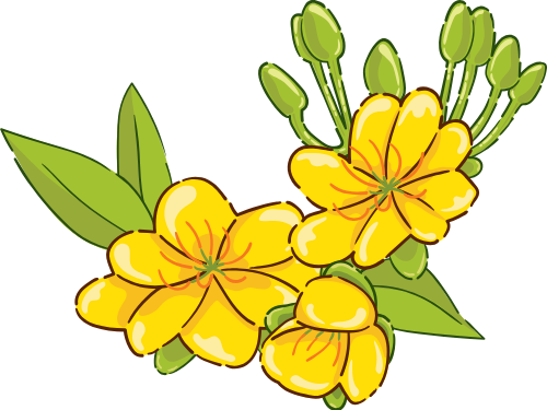 Hoa mai, hoa, flower, tết, xuân