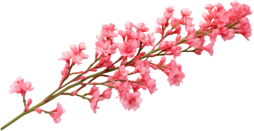 Hoa đào, hoa, nhánh hoa, cành hoa, ngày tết, mùa xuân, màu hồng, peach blossom, flower, branch, twig, tet, spring, pink 4