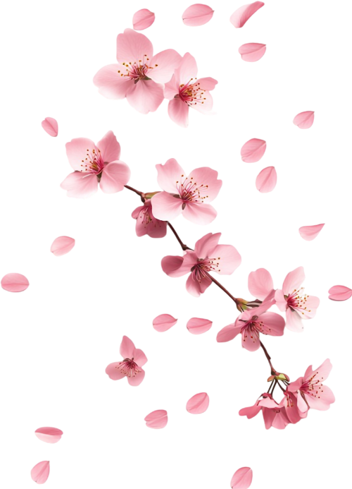 Hoa đào, hoa, nhánh hoa, cành hoa, ngày tết, mùa xuân, màu hồng, peach blossom, flower, branch, twig, tet, spring, pink 4 4
