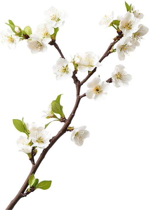 Hoa mai, hoa, nhánh hoa, cành hoa, ngày tết, mùa xuân, màu trắng, apricot blossom, flower, branch, twig, tet, spring, white 9