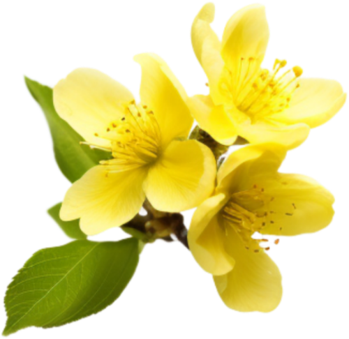 Hoa mai, hoa, nhánh hoa, cành hoa, ngày tết, mùa xuân, màu vàng, may flower, flower, branch, twig, tet, spring, yellow