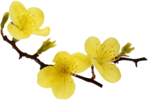 Hoa mai, hoa, nhánh hoa, cành hoa, ngày tết, mùa xuân, màu vàng, may flower, flower, branch, twig, tet, spring, yellow