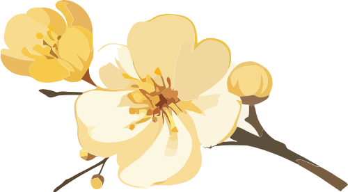 Hoa mai, hoa, vàng, cành hoa, nụ hoa, nhị hoa, tết, mùa xuân, trang trí, apricot blossom, flower, yellow, branch, bud, stamen, tet holiday, spring, decoration