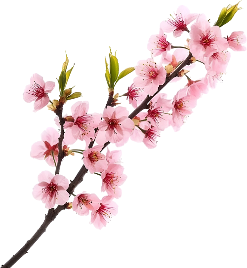 Hoa đào, hoa, nhánh hoa, cành hoa, ngày tết, mùa xuân, màu hồng, peach blossom, flower, branch, twig, tet, spring, pink 4 3