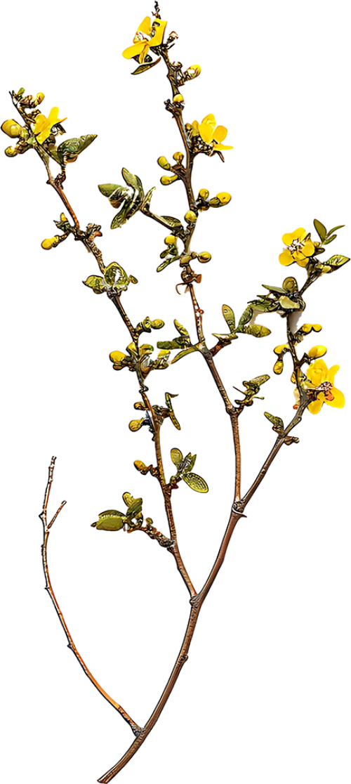 Hoa mai, hoa, nhánh hoa, cành hoa, ngày tết, mùa xuân, màu trắng, apricot blossom, flower, branch, twig, tet, spring, white 7
