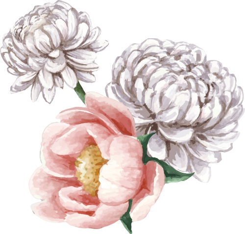 Hoa cúc và hoa mẫu đơn, màu trắng, màu hồng, cánh hoa, nhụy vàng, hoa tết, chrysanthemum and peony, white, pink, flower petals, yellow pollen, lunar new year flowers
