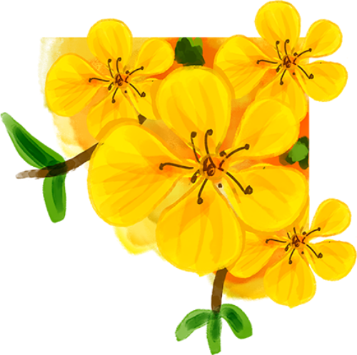Hoa mai vàng, hoa mai, hoa, flower, tết, xuân, spring