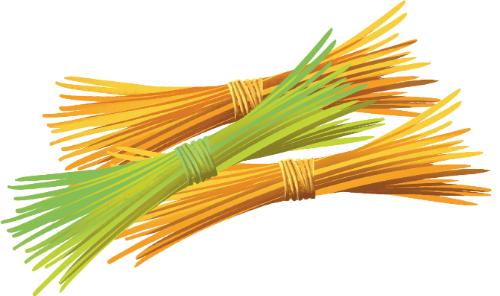 Bó lúa, lúa, nông nghiệp, mùa màng, ngũ cốc, thực phẩm, vàng, xanh lá, nông thôn, rice bundle, rice, agriculture, harvest, cereal, food, yellow, green, rural