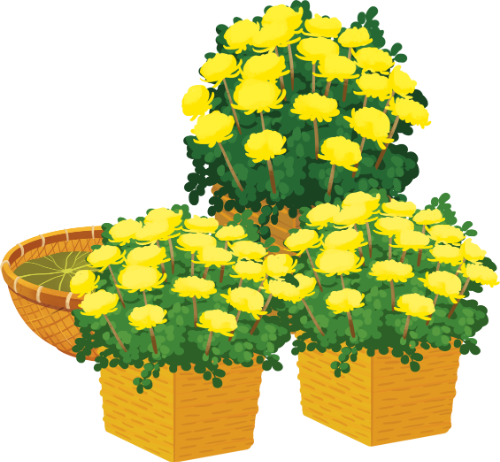 Chậu hoa cúc, hoa vàng, giỏ mây, trang trí tết, hoa tết, chrysanthemum pot, yellow flowers, wicker basket, tet decoration, tet flowers