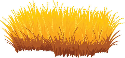 Cánh đồng lúa, lúa, bông lúa, thu hoạch, nông thôn, màu vàng, lúa chín, rice field, rice, rice ear, harvest, countryside, yellow, ripe rice