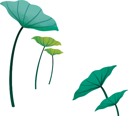 Cánh đồng sen, lá sen, màu xanh lá, thân dài, thiên nhiên, cây thủy sinh, cụm lá, lotus field, lotus leaf, green, long stem, nature, aquatic plant, leaf cluster