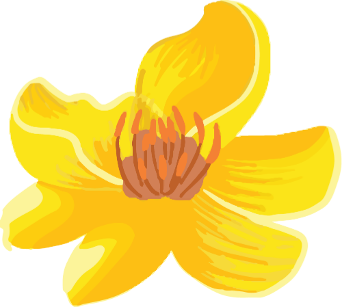 Hoa mai, hoa vàng, tết, nhánh cây, nụ hoa, mùa xuân, truyền thống, việt nam, apricot blossom, yellow flower, tet, branch, buds, spring, traditional, vietnam