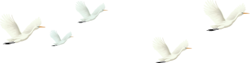 Đàn cò, chim, bay, trắng, động vật, thiên nhiên, sải cánh, egret flock, bird, flying, white, animal, nature, wingspan
