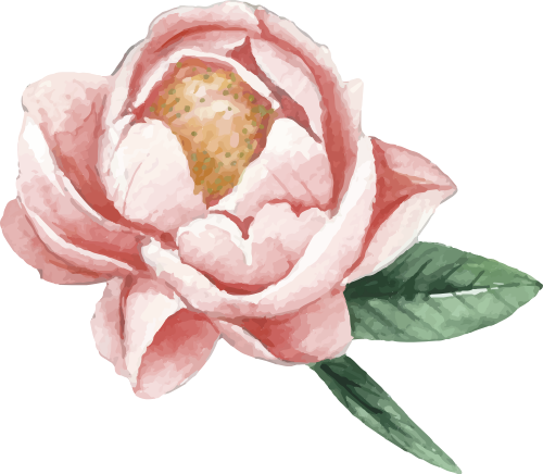 Hoa mẫu đơn, hoa, thực vật, cánh hoa, màu hồng, lá xanh, màu nước, nhị vàng, peony, flower, plant, petal, pink, green leaf, watercolor, yellow stamen 1
