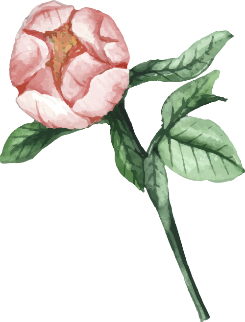 Hoa mẫu đơn, hoa, cánh hoa, màu hồng nhạt, nhị vàng, thực vật, màu nước, nở rộ, peony, flower, petal, light pink, yellow stamen, plant, watercolor, blooming