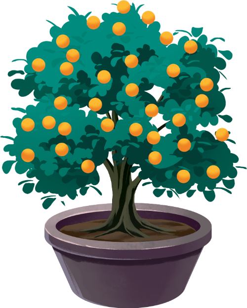 Cây quất, cây cảnh, tết cổ truyền, chậu cây, quả cam, lá xanh, may mắn, trang trí tết, kumquat tree, bonsai, vietnamese lunar new year, flower pot, orange fruit, green leaves, lucky, tet decoration