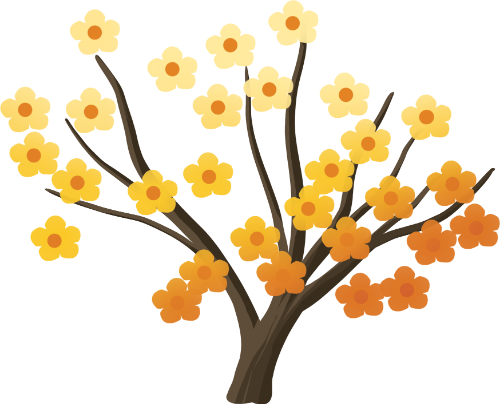 Cây hoa mai, hoa vàng, tết, mùa xuân, hoa mai, thực vật, truyền thống, apricot blossom tree, yellow flower, tet holiday, spring, apricot flower, plant, tradition