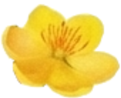 Hoa mai