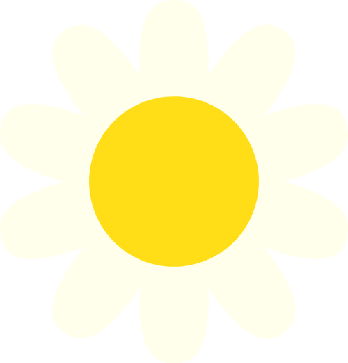 Hoa cúc, cúc trắng