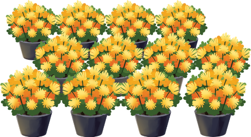 Chậu hoa cúc, hoa cúc, màu vàng, màu cam, cây cảnh, trang trí tết, nhiều chậu, chậu màu đen, chrysanthemum pot, chrysanthemum, yellow, orange, ornamental plant, lunar new year decoration, multiple pots, black pot