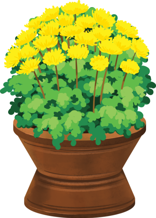 Chậu hoa, nở rộ, thực vật, hoa cúc, màu vàng, chậu nâu, trang trí, tết, flower pot, blooming, plant, chrysanthemum, yellow, brown pot, decoration, lunar new year