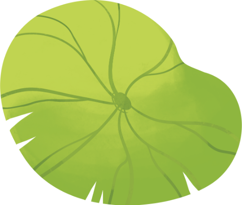 Lá sen, lá, sen, thực vật, màu xanh lá, hồ sen, gân lá, lotus leaf, leaf, lotus, plant, green, lotus pond, leaf veins