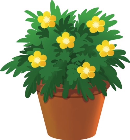 Chậu hoa cúc, hoa vàng, lá xanh, chậu đất nung, cây cảnh, trang trí tết, thực vật, pot of daisies, yellow flowers, green leaves, terracotta pot, ornamental plant, tet decoration, plant