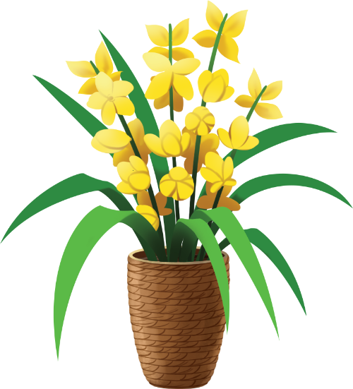Chậu hoa lan, hoa lan, hoa vàng, chậu mây, lá xanh, trang trí, tươi mới, orchid pot, orchid, yellow flowers, rattan pot, green leaves, decoration, fresh