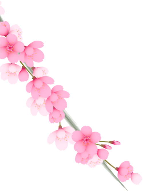 Hoa đào, hoa anh đào, anh đào, cherry blossom, hoa, flower 5