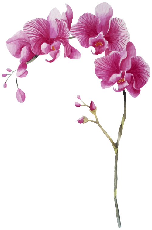 Hoa lan, hoa màu nước