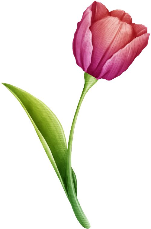 Hoa tulip, màu nước
