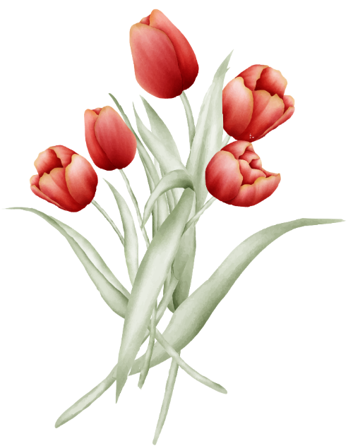 Hoa tulip, hoa lá 5
