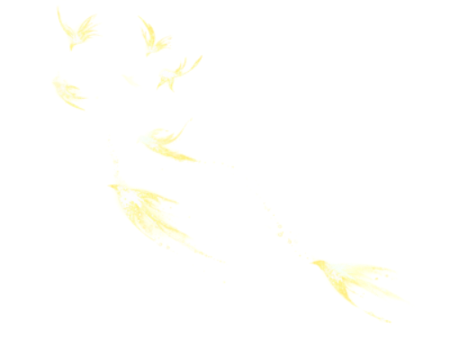Chim, bird