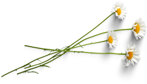 Cúc họa mi, hoa trắng