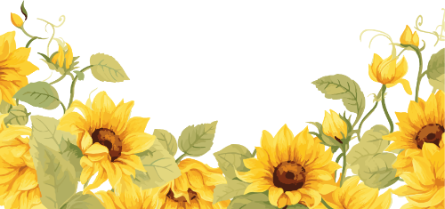 Hoa hướng dương, sunflower