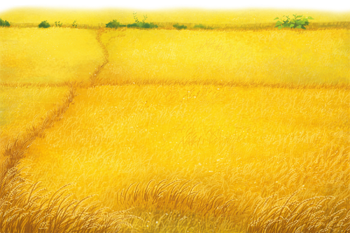 Đồng ruộng, cánh đồng