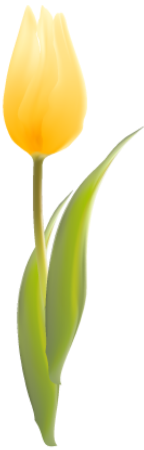 Hoa Tulip, máu vàng 1
