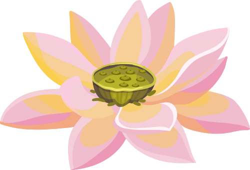Hoa sen, bông hoa 7