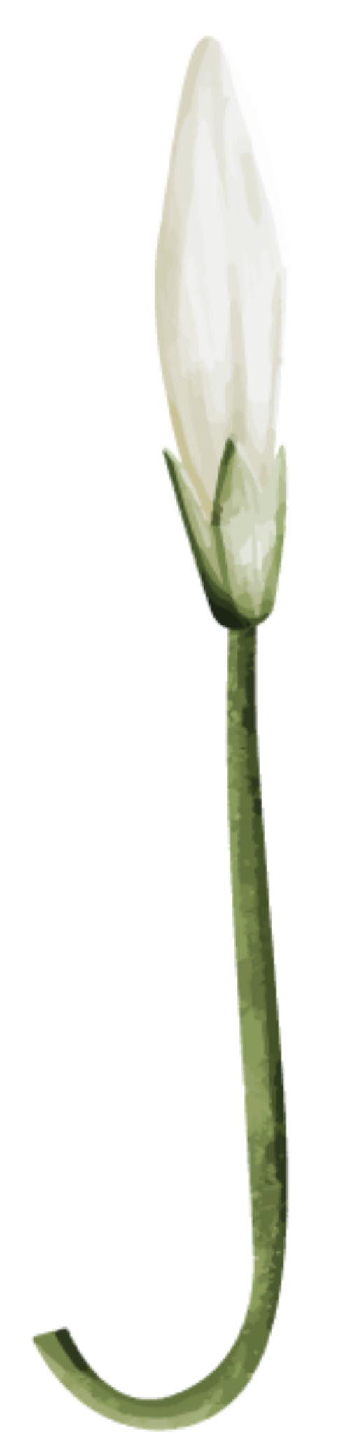 Danh mục Hoa lá