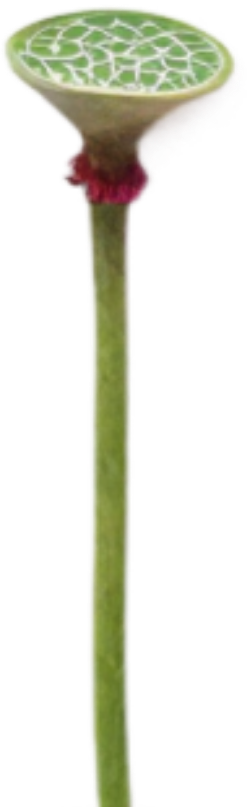 Hoa sen, đài sen