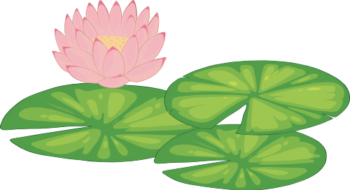 Hoa sen, bông hoa 2