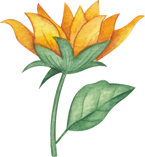 Hoa hướng dương, hoa mặt trời 2