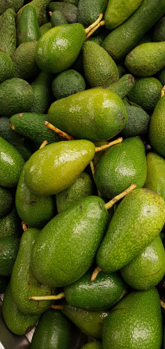 Bơ, quả bơ, trái cây, avocado - PaleBlueDot
